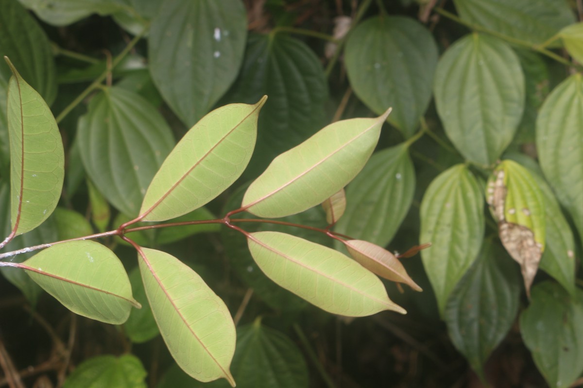 Cleghornia acuminata Wight